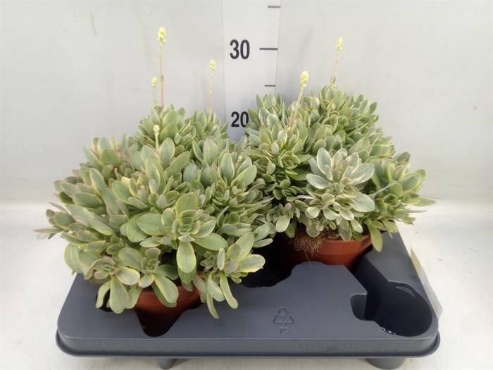 <h4>Crassula ...</h4>