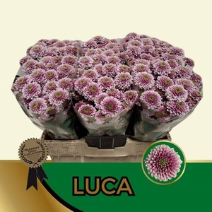 CHR SAN LUCA
