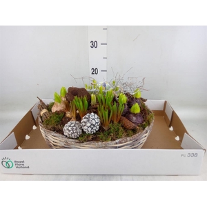 Arr.   Bol/Knolgewas L%