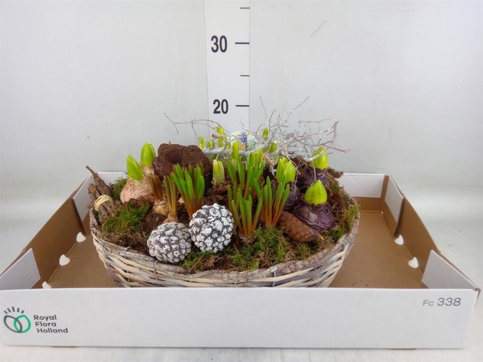 <h4>Arr. Bol/Knolgewas L%</h4>