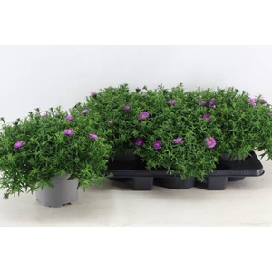 ASTER DA AL LIGH PINK P19