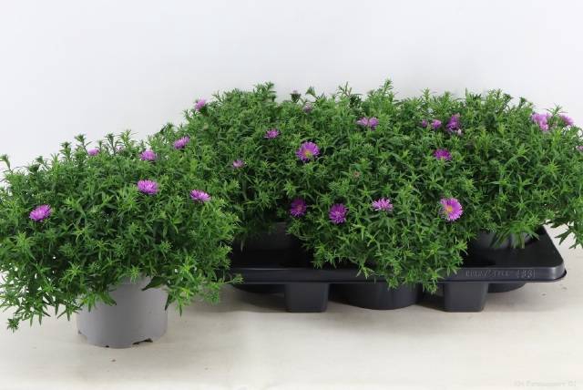 <h4>ASTER DA AL LIGH PINK P19</h4>