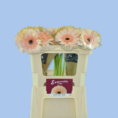 <h4>GE GR CAFE DEL MAR</h4>