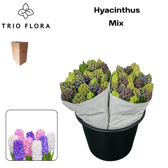 <h4>HYAC GEM 5 KLEUREN Aqua Box 50</h4>