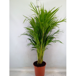 Dypsis lutescens   ...Chrysalidoca