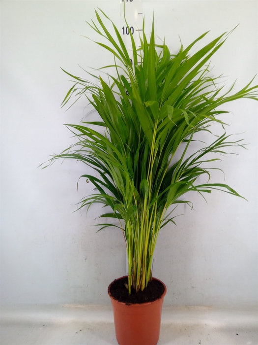 <h4>Dypsis lutescens   ...Chrysalidoca</h4>