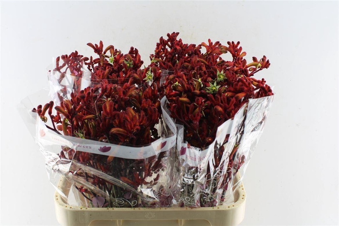 <h4>Anigozanthos Early Spring Red</h4>