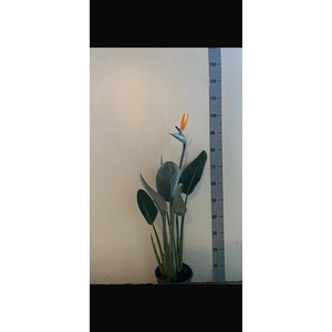 STRELITZIA REGIN BL