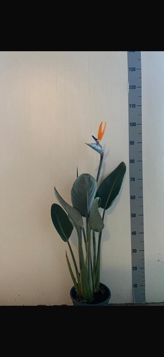 <h4>STRELITZIA REGIN BL</h4>