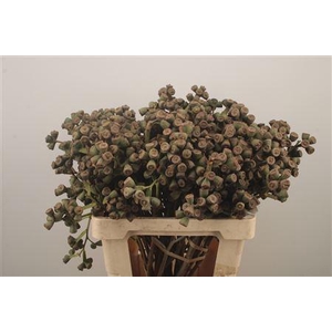 Euc Berry Clock Per Bunch