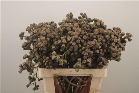 <h4>Euc Berry Clock Per Bunch</h4>