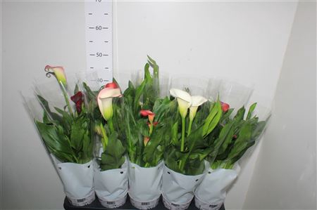 <h4>Zant Gem 5 Kl 2+</h4>