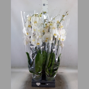Phalaenopsis  'Ant Cambridge'