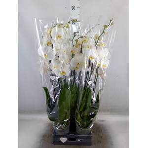 Phalaenopsis  'Ant Cambridge'
