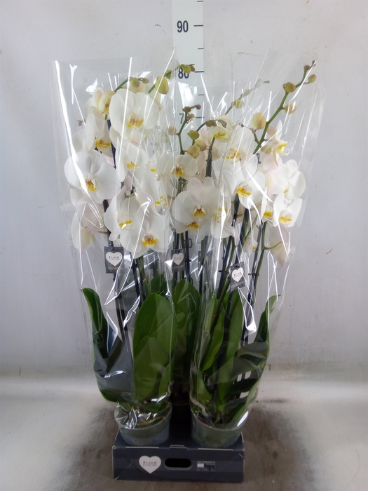 <h4>Phalaenopsis  'Ant Cambridge'</h4>