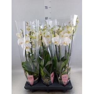 Phalaenopsis 'Ant Inverness'