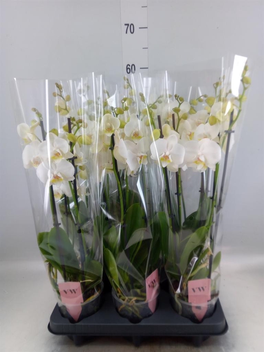 <h4>Phalaenopsis 'Ant Inverness'</h4>