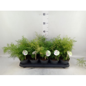 Asparagus dens. 'Cwebe'