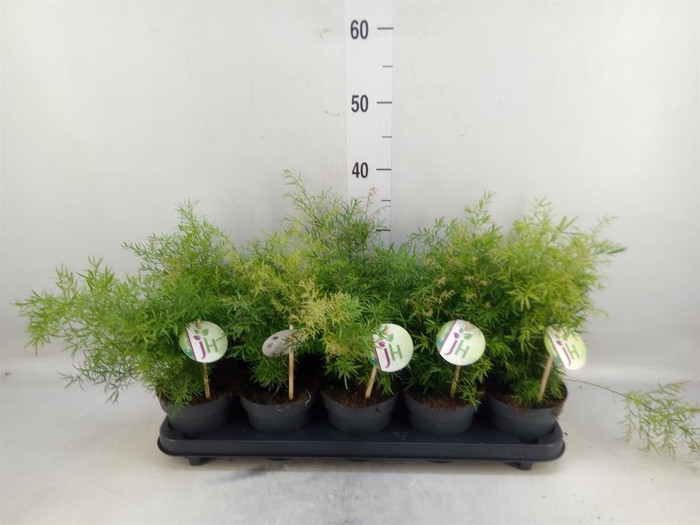 <h4>Asparagus dens. 'Cwebe'</h4>