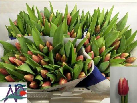 <h4>TU EN TIMELESS</h4>