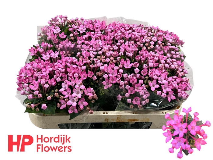 <h4>BOU EN SWEET LADY</h4>