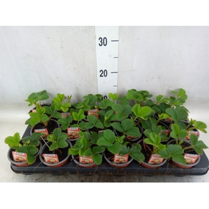 Fragaria   ...