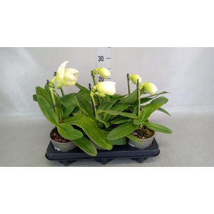 Paphiopedilum american hybride mix