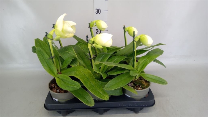<h4>Paphiopedilum american hybride mix</h4>