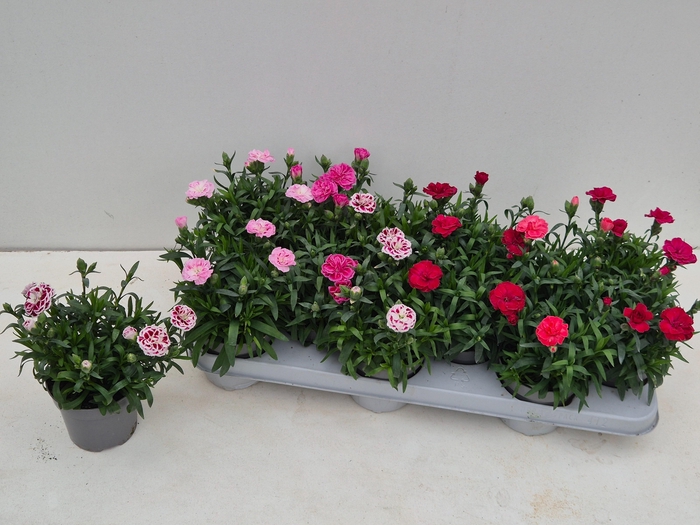 <h4>DIAN OSC GEM</h4>