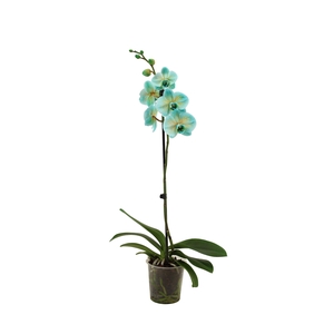 Phal I Am Bonaire 1T9+ (24 uur levertijd)