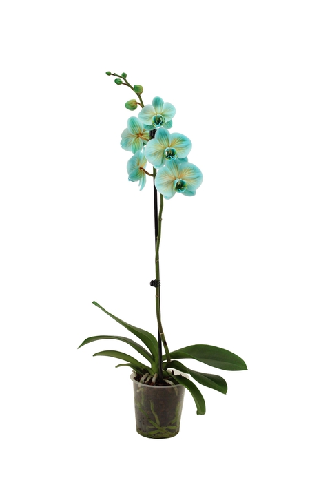 <h4>Phal I Am Bonaire 1T9+ (24 uur levertijd)</h4>