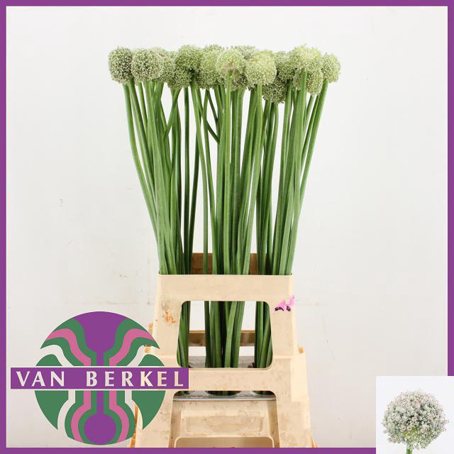 ALLIUM AMPELOPRASUM