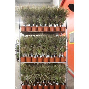 Dra Marg Bicolor 30-10cm