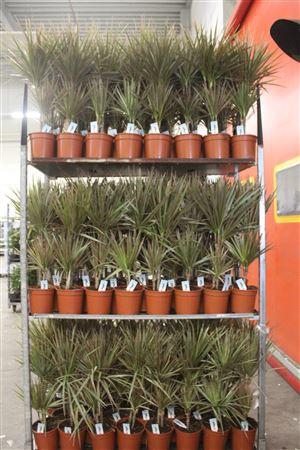 <h4>Dra Marg Bicolor 30-10cm</h4>