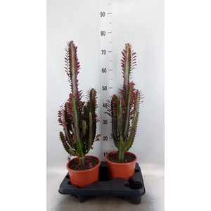 Euphorbia trigona 'Rubra'