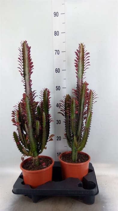 <h4>Euphorbia trigona 'Rubra'</h4>