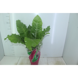 ASPLENIUM NIDUS P19