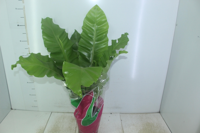 <h4>ASPLENIUM NIDUS P19</h4>