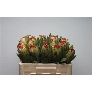 Protea Esme