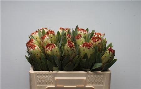 <h4>Protea Esme</h4>