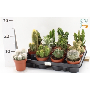 CACTUS GEM