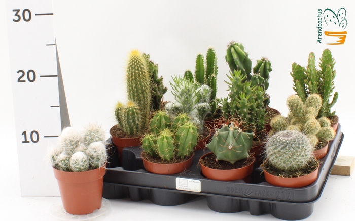 <h4>CACTUS GEM</h4>