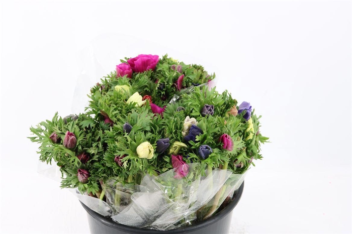 <h4>Anem Marianne Mixed</h4>