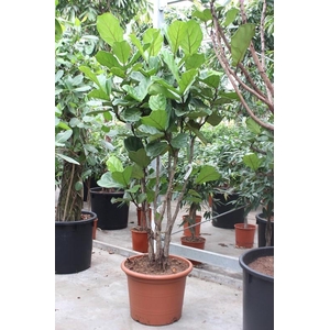 Ficus lyrata