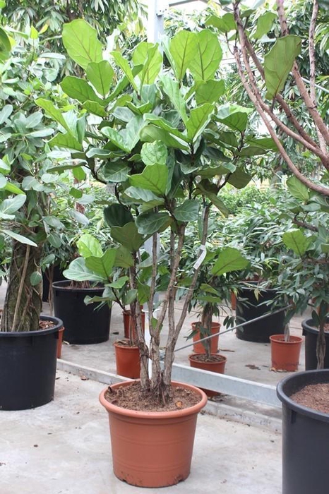 <h4>Ficus lyrata</h4>