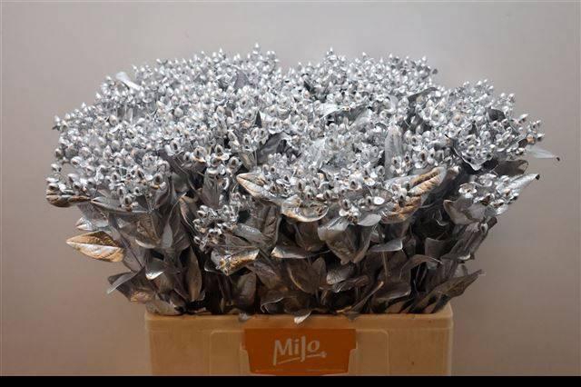 <h4>HYP OV KLB H%</h4>