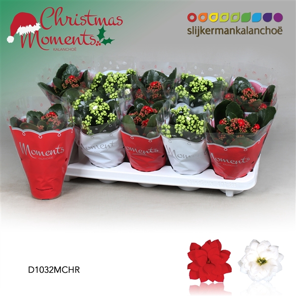 <h4>Kalanchoe blossfeldiana gevuld gemengd 2 kleuren</h4>