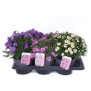Aster dumosus mix