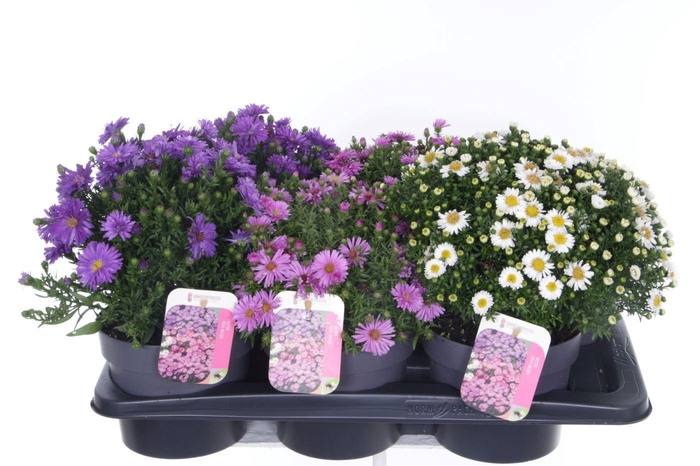 <h4>Aster dumosus mix</h4>