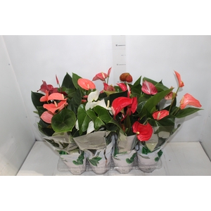 ANTHURIUM VARIADO P15